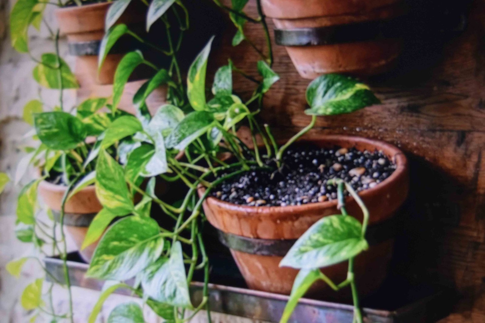 Wall mounted planters on a sealed panel with trailing greenery spilling over